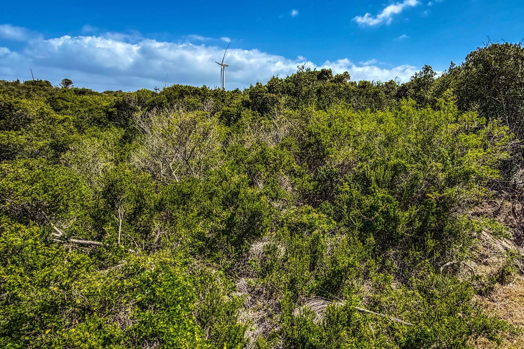 Cul-de-Sac Living in Blue Horizon Bay | Listed by Danté Koen, eXp Realty