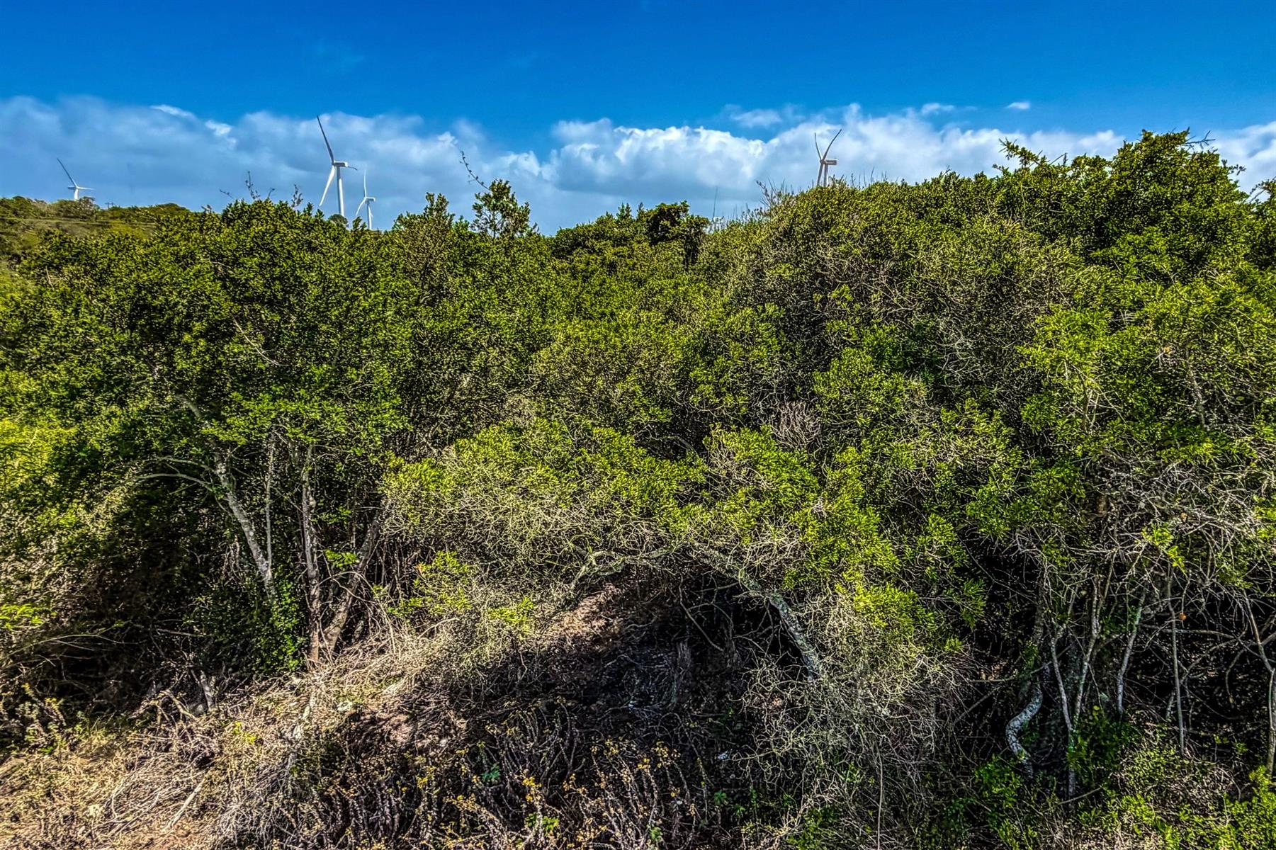 Cul-de-Sac Living in Blue Horizon Bay | Listed by Danté Koen, eXp Realty
