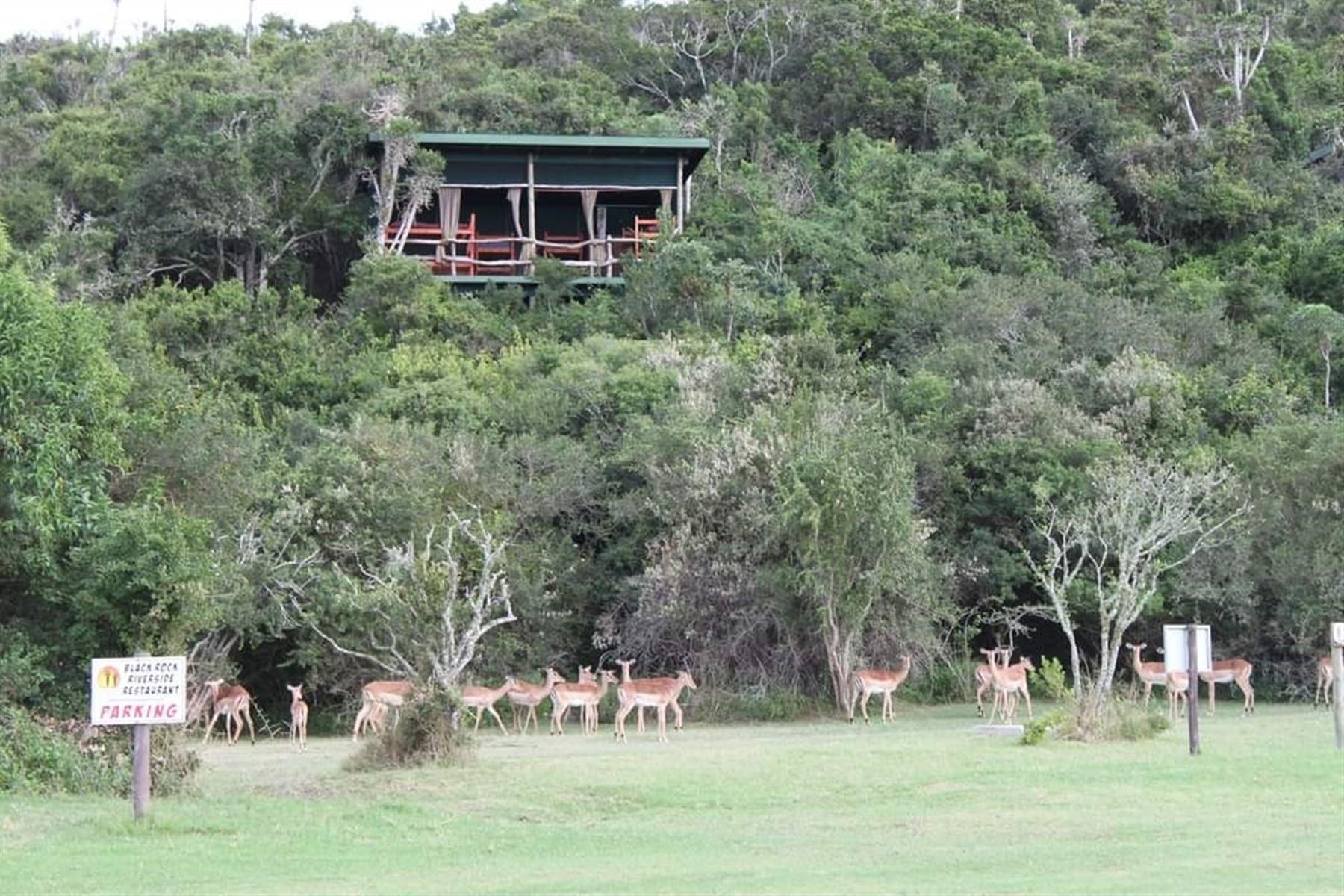 418 Hectare Game Farm in Port Alfred Rural