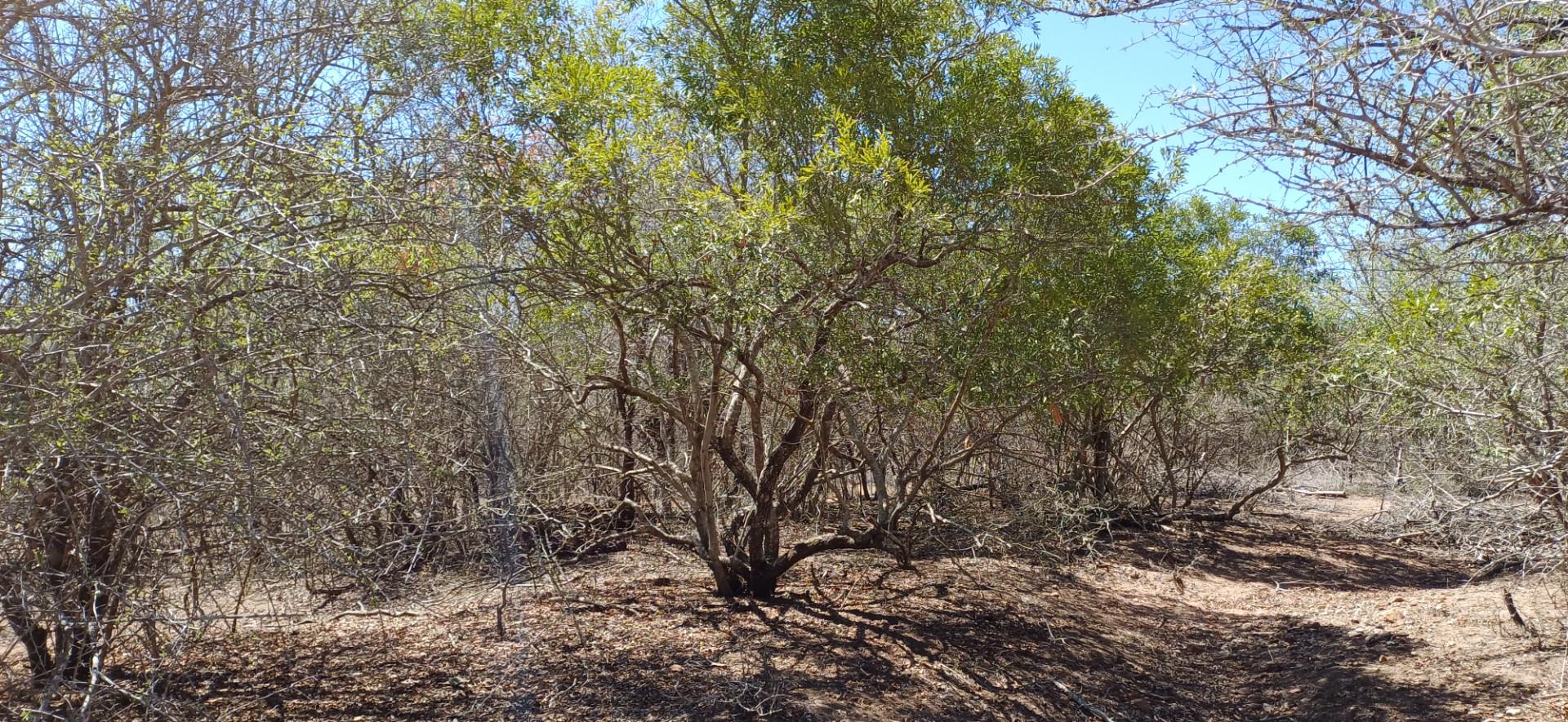 Vacant Land for sale in Marloth Park, 1750 m²