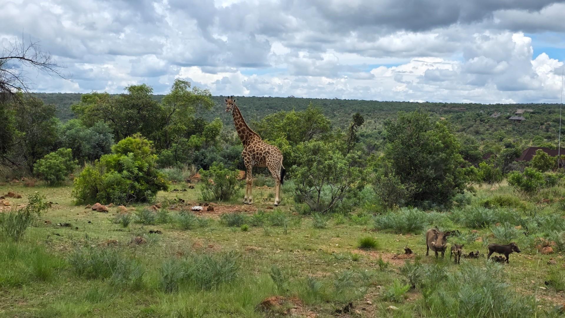 Private Lodge in Mabalingwe Nature Reserve - A Big 5 Lodge of Peace and Tranquillity