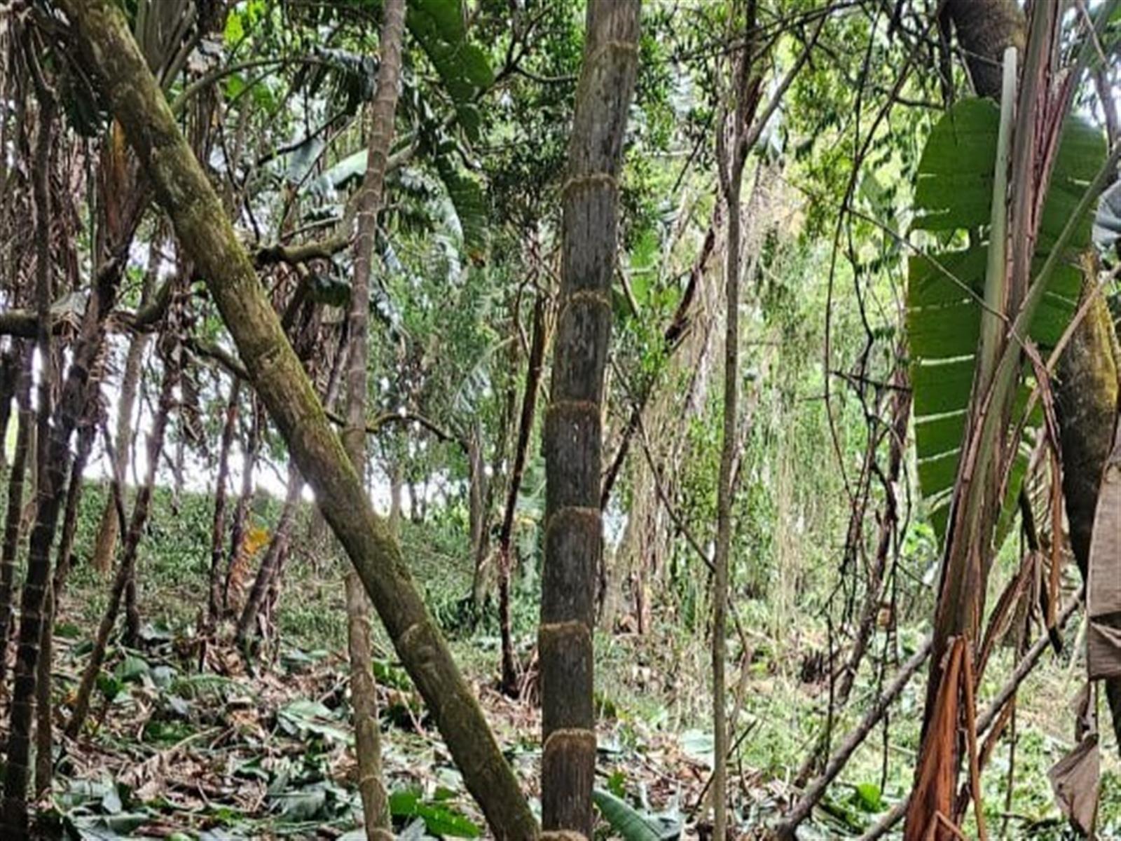 Less than 2km away from the beach, a rare vacant stand awaits