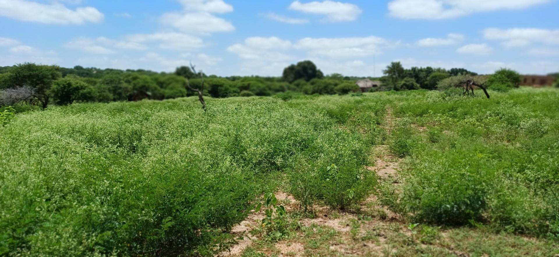 VACANT STAND IN SOUGHT AFTER AREA WITHIN WALKING DISTANCE TO THE RIVER