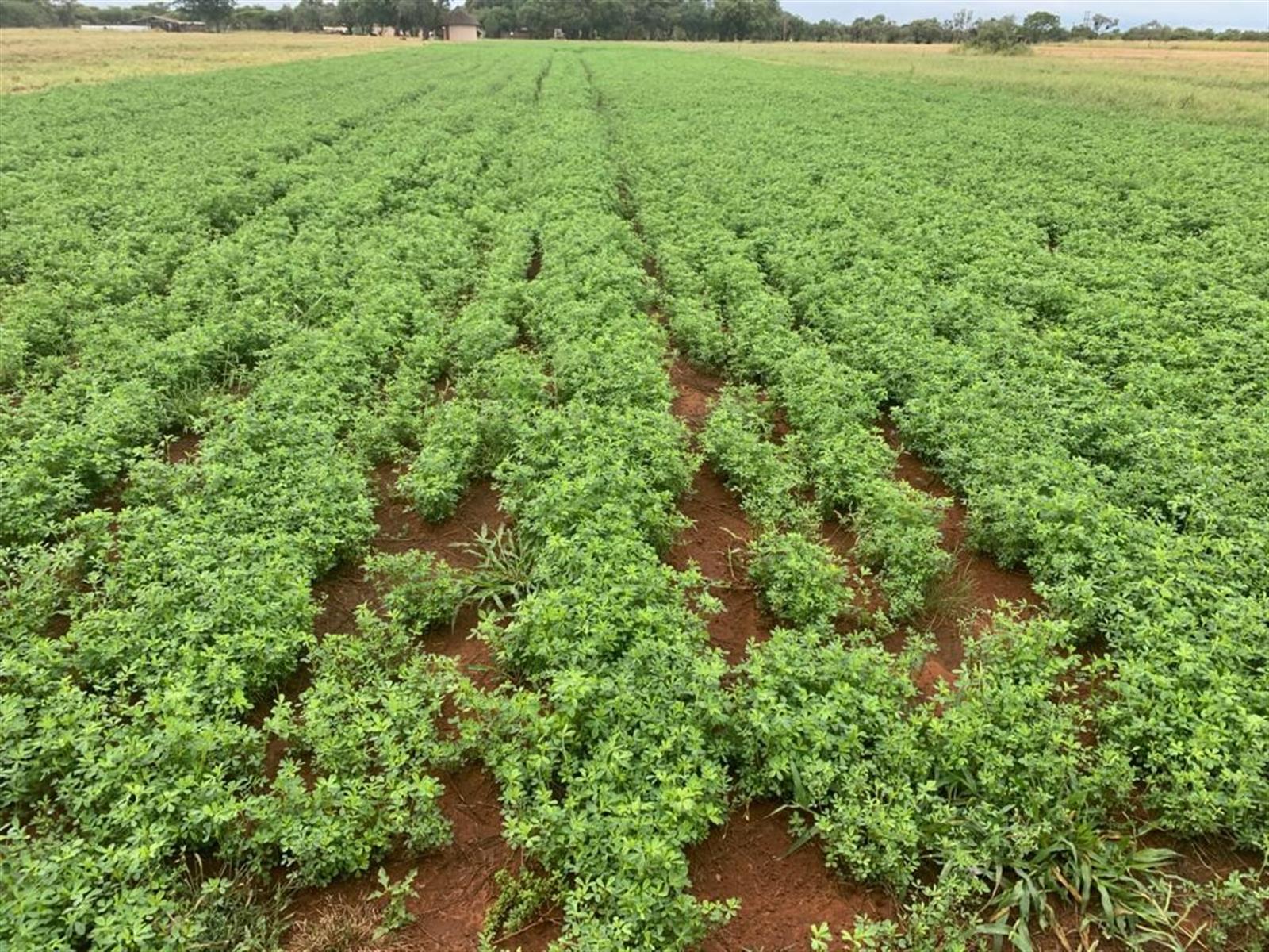 Prime Mixed Farming Opportunity Bordering Sondela