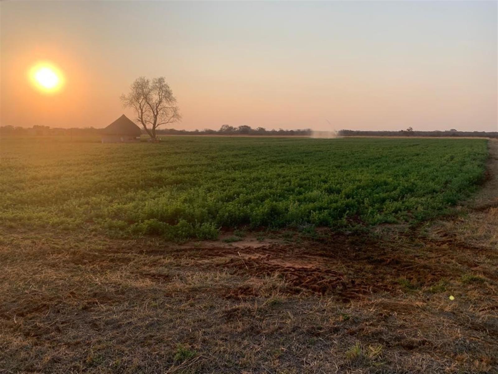 Prime Mixed Farming Opportunity Bordering Sondela