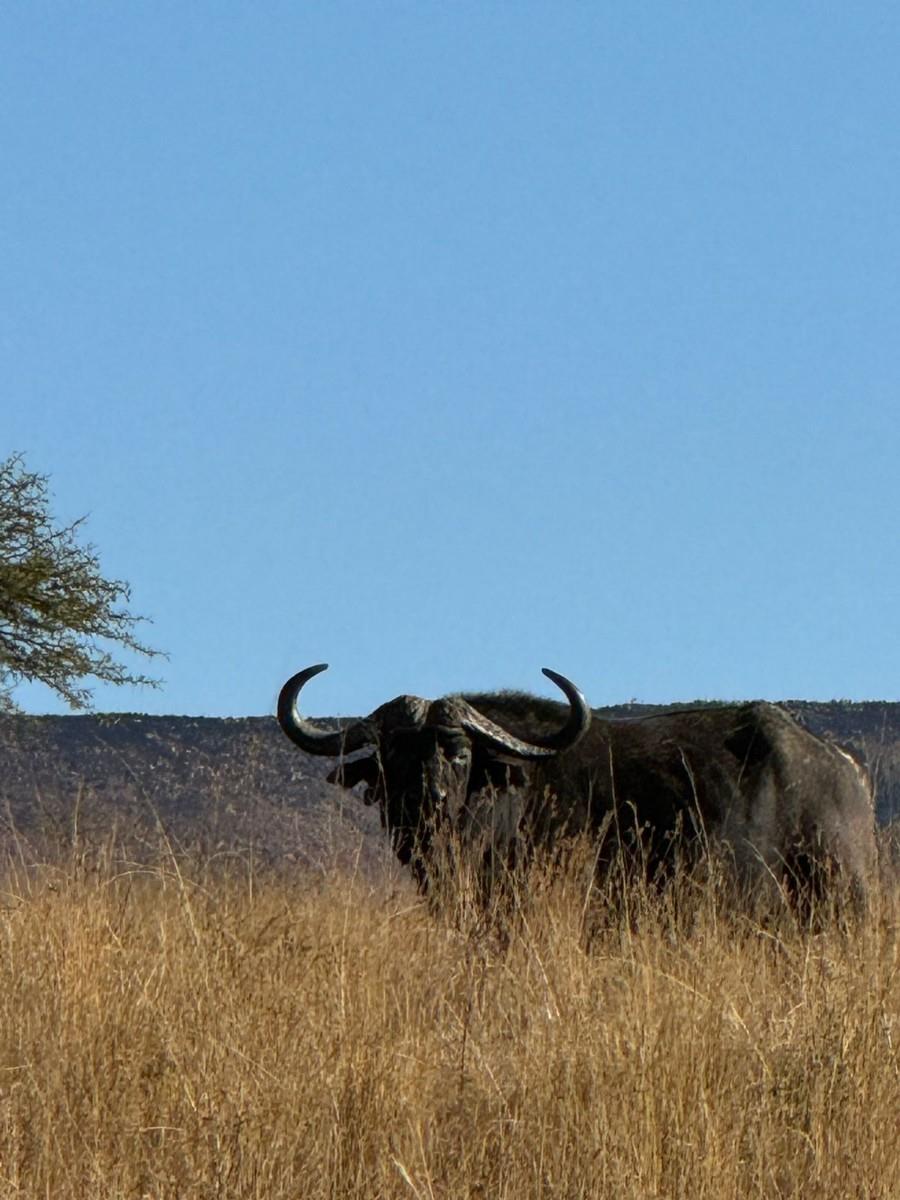 Game Farm For Sale in Vryheid Rural, Vryheid, KwaZulu Natal