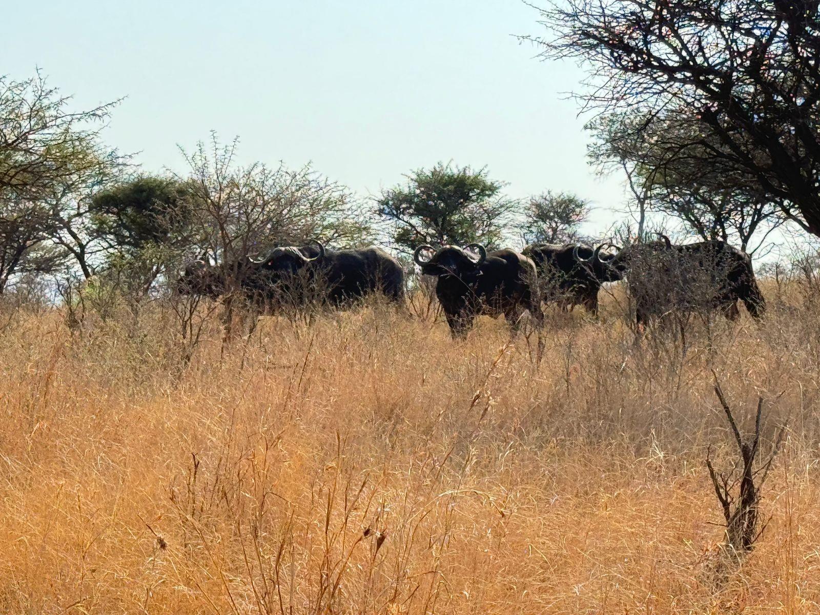 Game Farm For Sale in Vryheid Rural, Vryheid, KwaZulu Natal