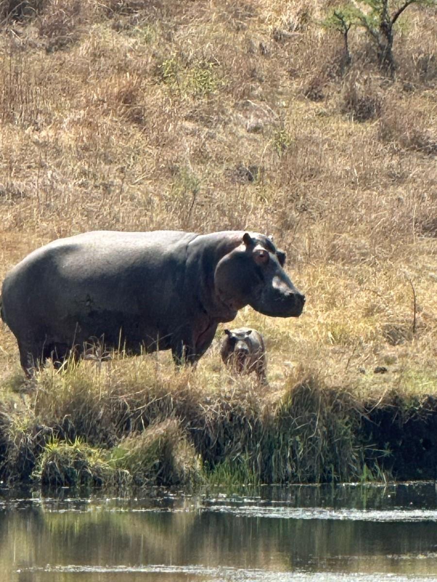 Game Farm For Sale in Vryheid Rural, Vryheid, KwaZulu Natal