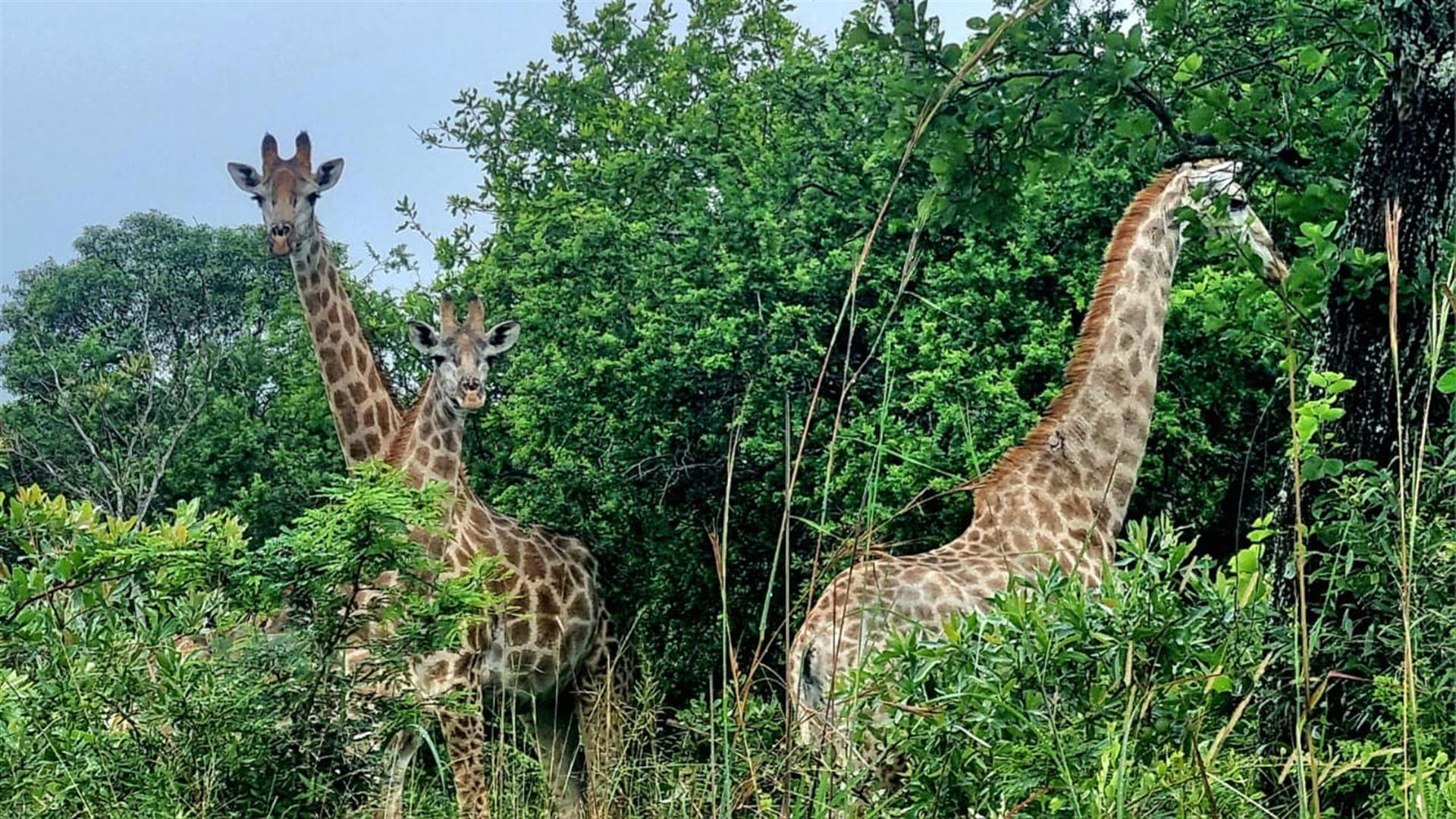1,184.8-Hectare Eco Reserve, Game Farm and 4-Star Lodge in the Crocodile Gorge Conservancy