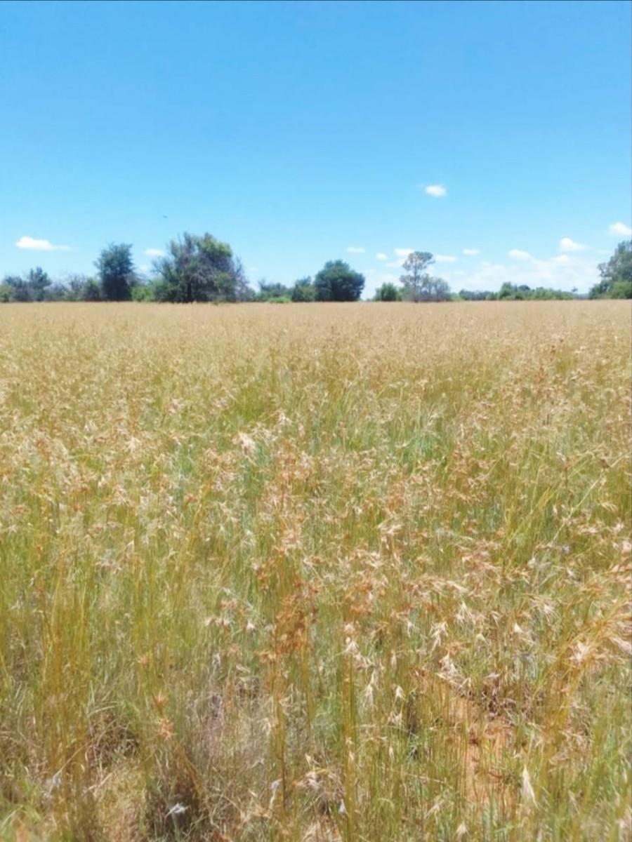 FARM FOR SALE - AMALIA