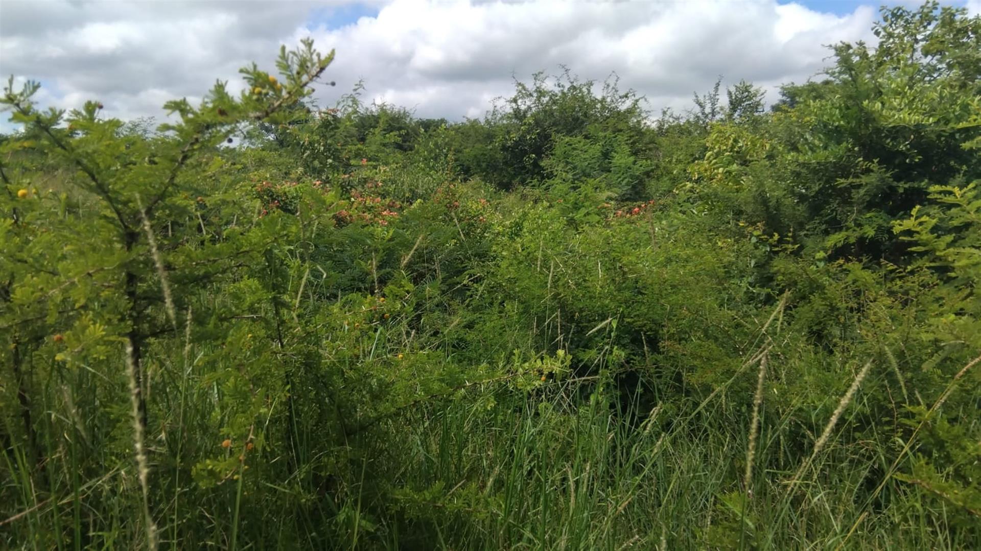 Farm For Sale in Dididi, Thohoyandou Rural, Dididi