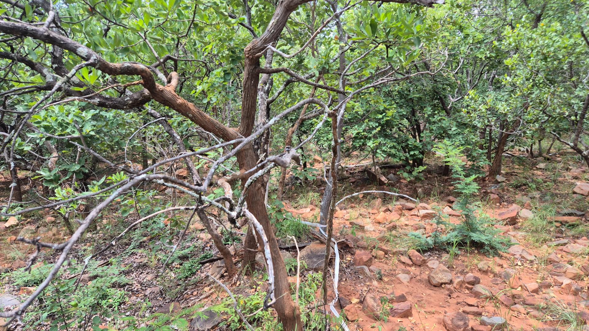 Vacant Land with Limpopo View For Sale in Canyon Game Reserve, Hoedspruit
