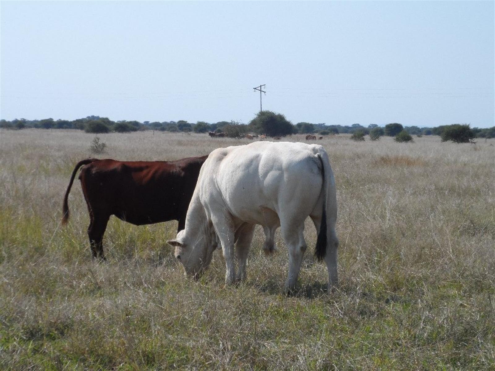 Farm for sale in Marble Hall, 7500000 m²