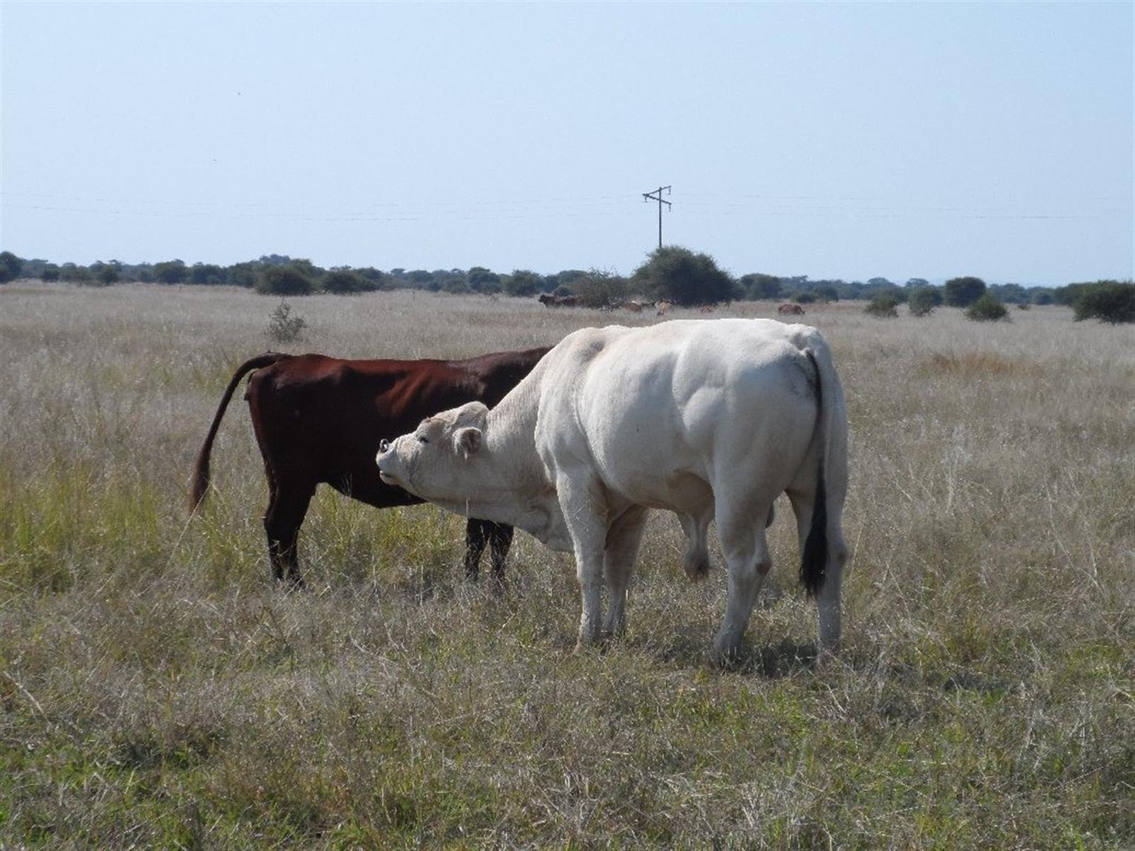 Farm for sale in Marble Hall, 7500000 m²
