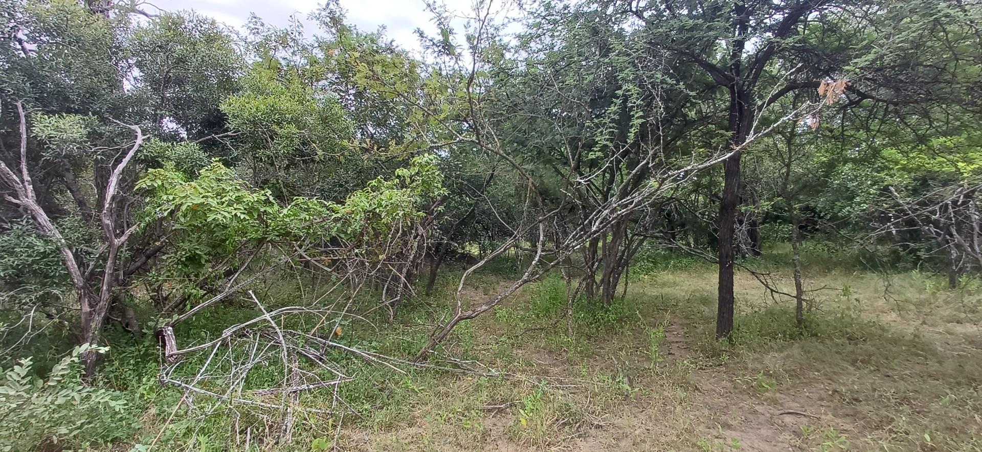 VACANT STAND BORDERING PARKLAND - A MUST SEE