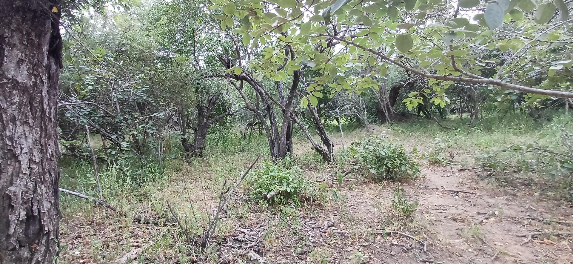 VACANT STAND BORDERING PARKLAND - A MUST SEE