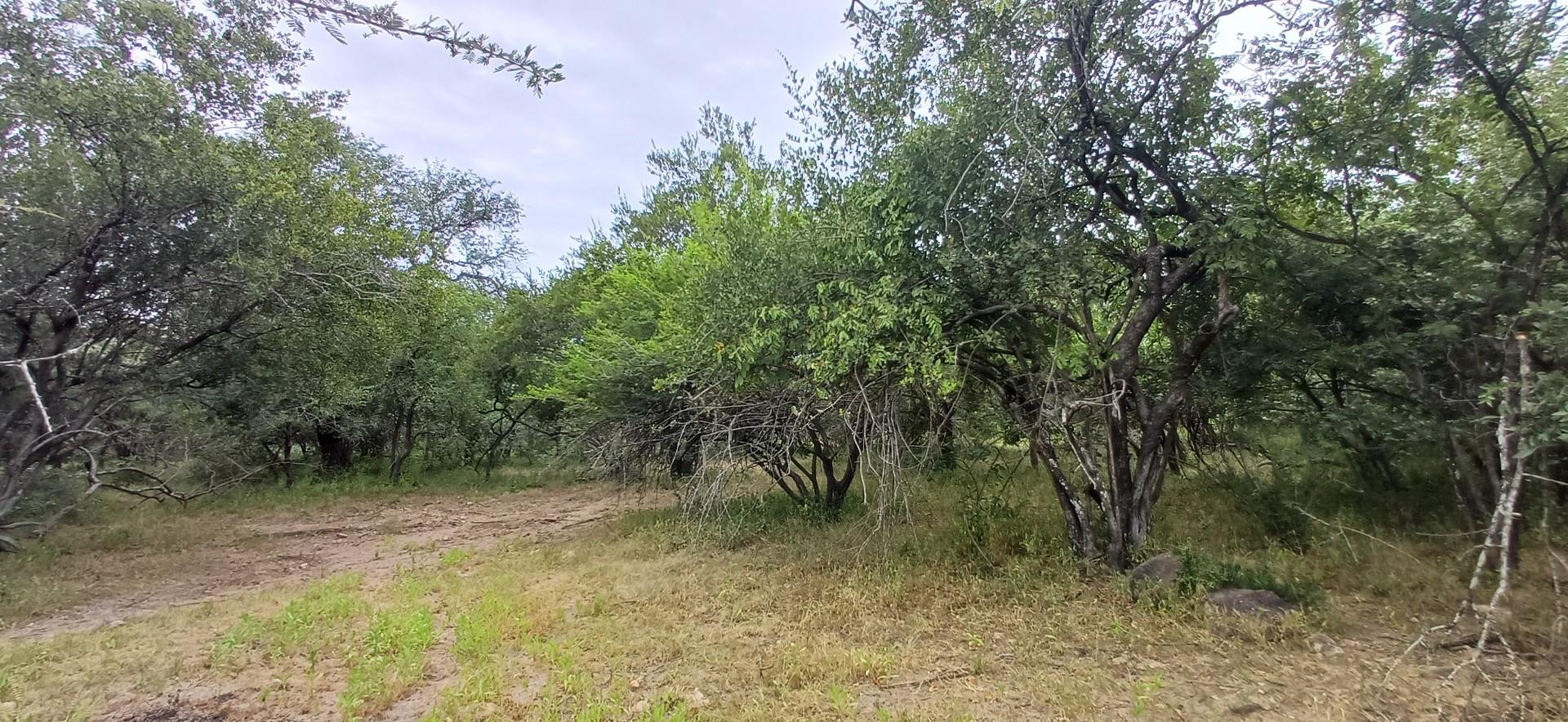 VACANT STAND BORDERING PARKLAND - A MUST SEE