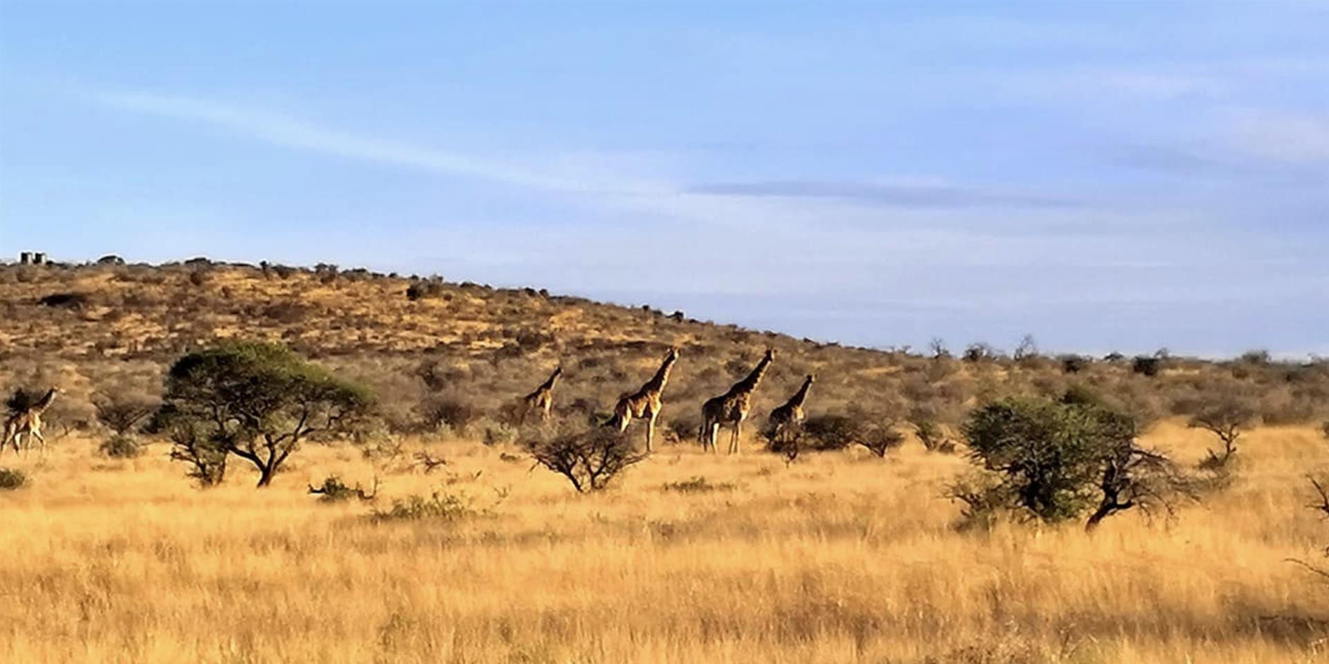 A Rare African Legacy Estate | 2,510 Hectare Luxury Game Farm Near Kimberley