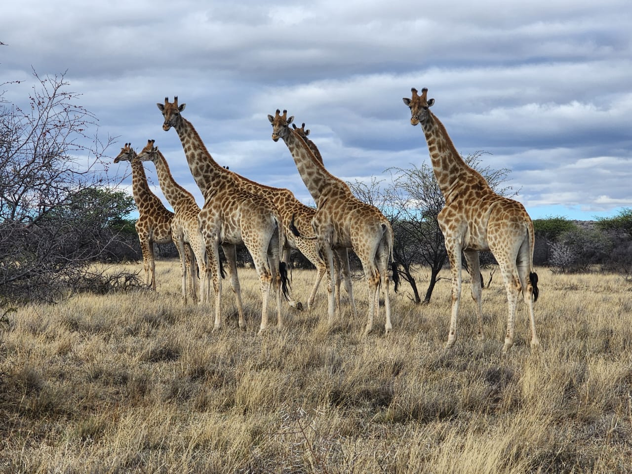A Rare African Legacy Estate | 2,510 Hectare Luxury Game Farm Near Kimberley