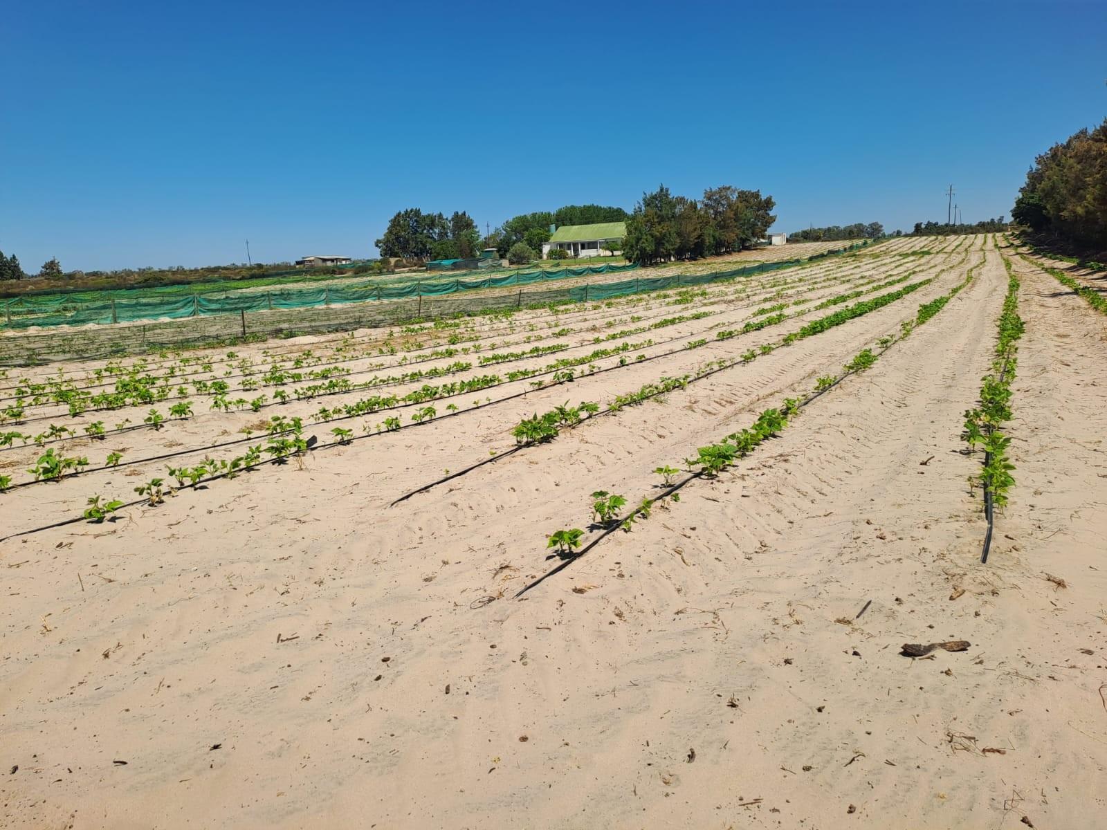 Turnkey Income-Producing Vegetable Farm - Hopefield