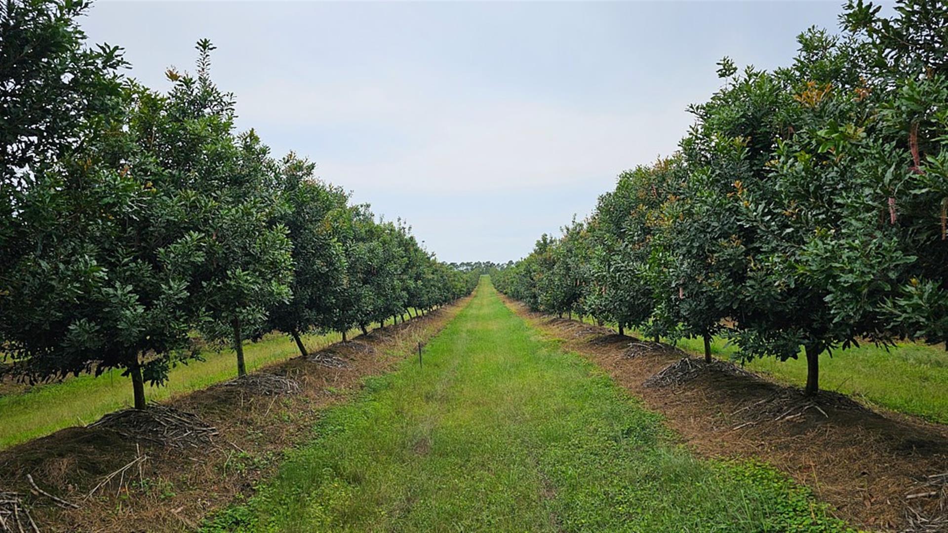 INTERNATIONAL INVESTOR'S : LUCRATIVE MACADAMIA Farm For Sale in Paddock, KZN