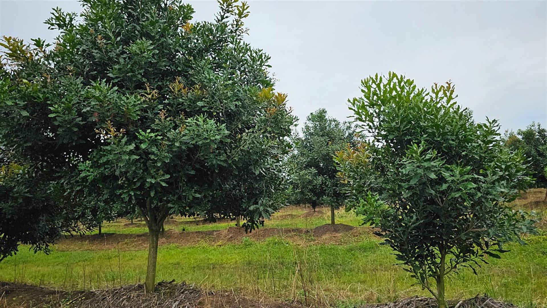 INTERNATIONAL INVESTOR'S : LUCRATIVE MACADAMIA Farm For Sale in Paddock, KZN