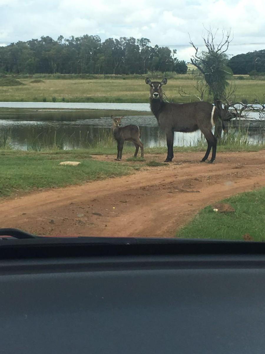 Farm For Sale in Spitskop (533) AH Bronkhorstspruit Rural Bronkhorstspruit Gauteng