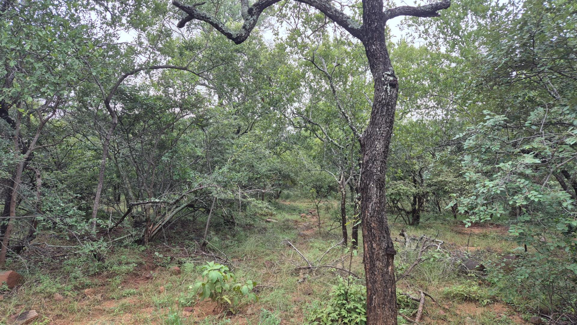 Plot against the slopes of the Drakensberg Mountains with Limpopo view