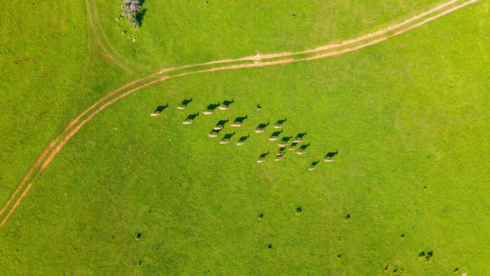 Game Farm For Sale