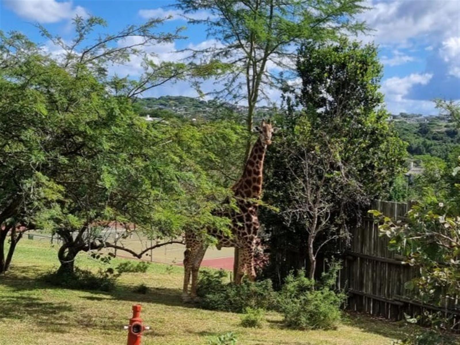 Surrounded by African Wildlife in the heart of Mbombela - Luxury Awaits You