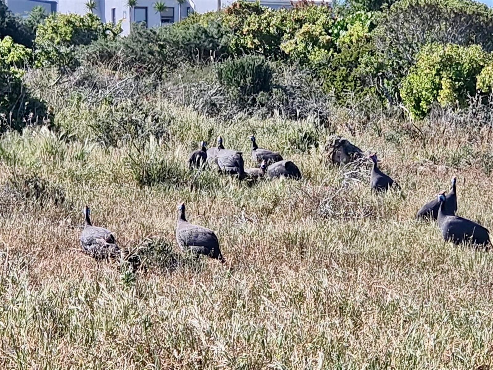 Great Investment Opportunity - 668m² Stand in Hoogland Mountain Estate, Saldanha
