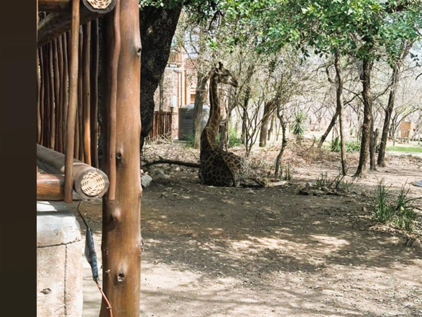 Where Luxury Meets the Wild - A Once-in-a-Lifetime Marloth Park Sanctuary