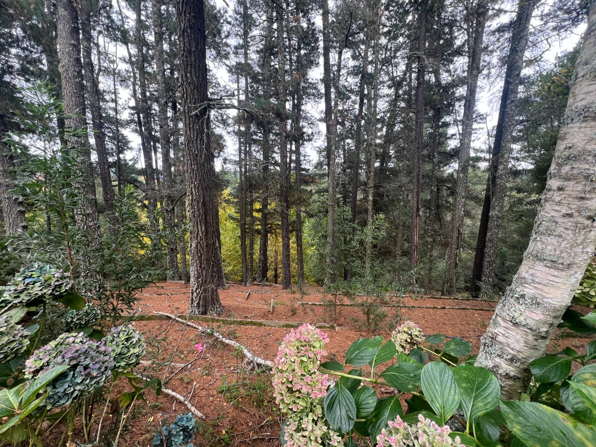 A Special Home In The Forest Amongst Tall Trees And Bird Song