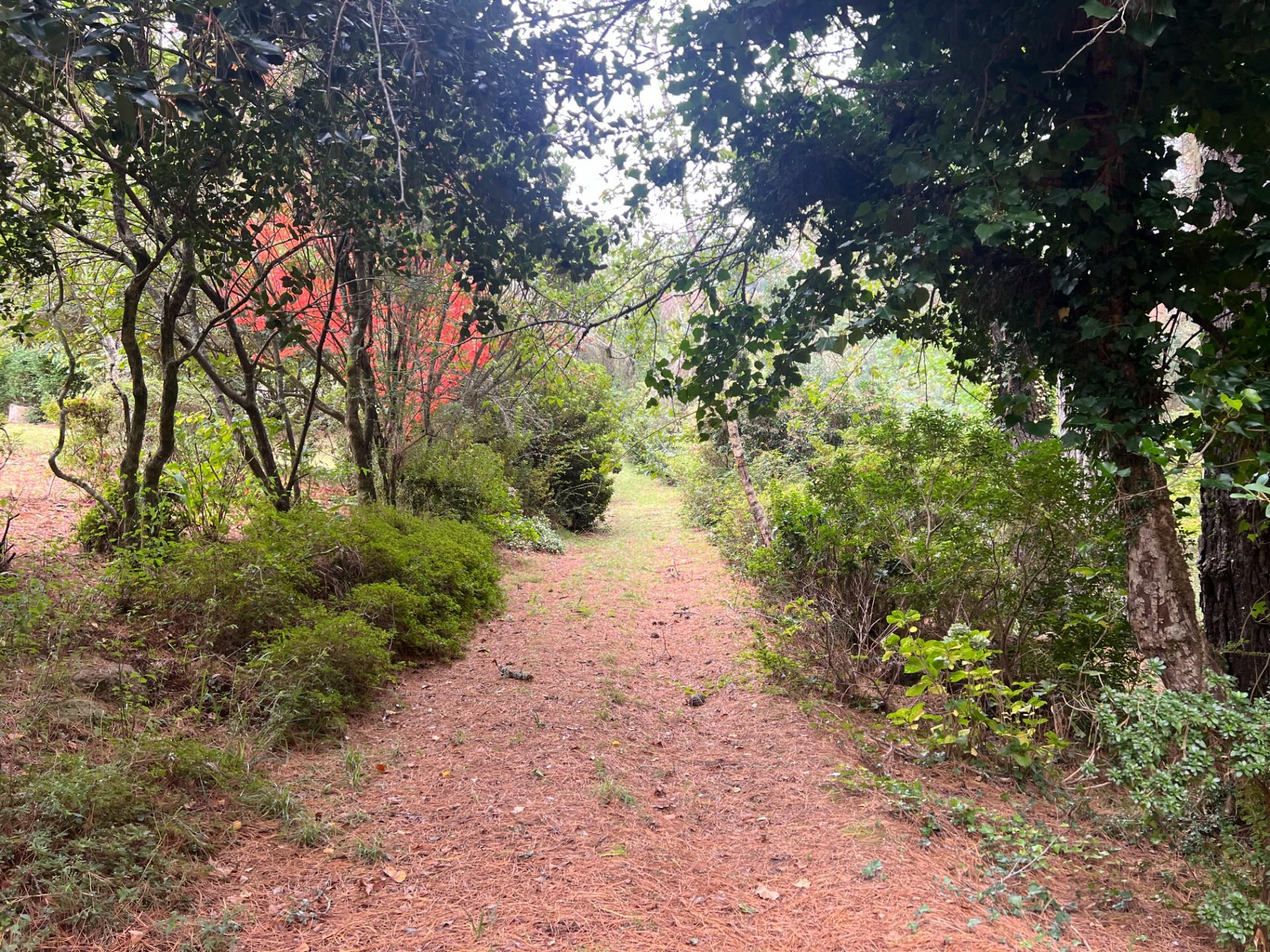 A Special Home In The Forest Amongst Tall Trees And Bird Song