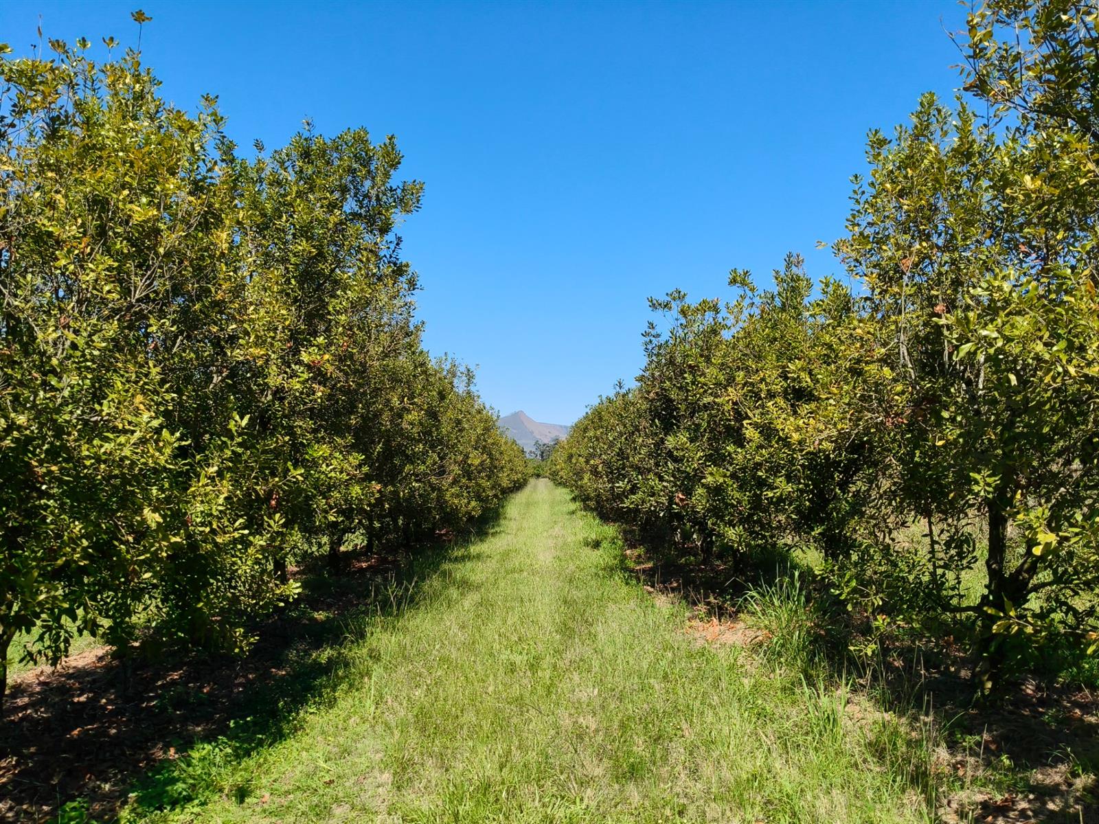 65Ha Macadamia Farm for Sale - Prime Agricultural Holding Near Nelspruit