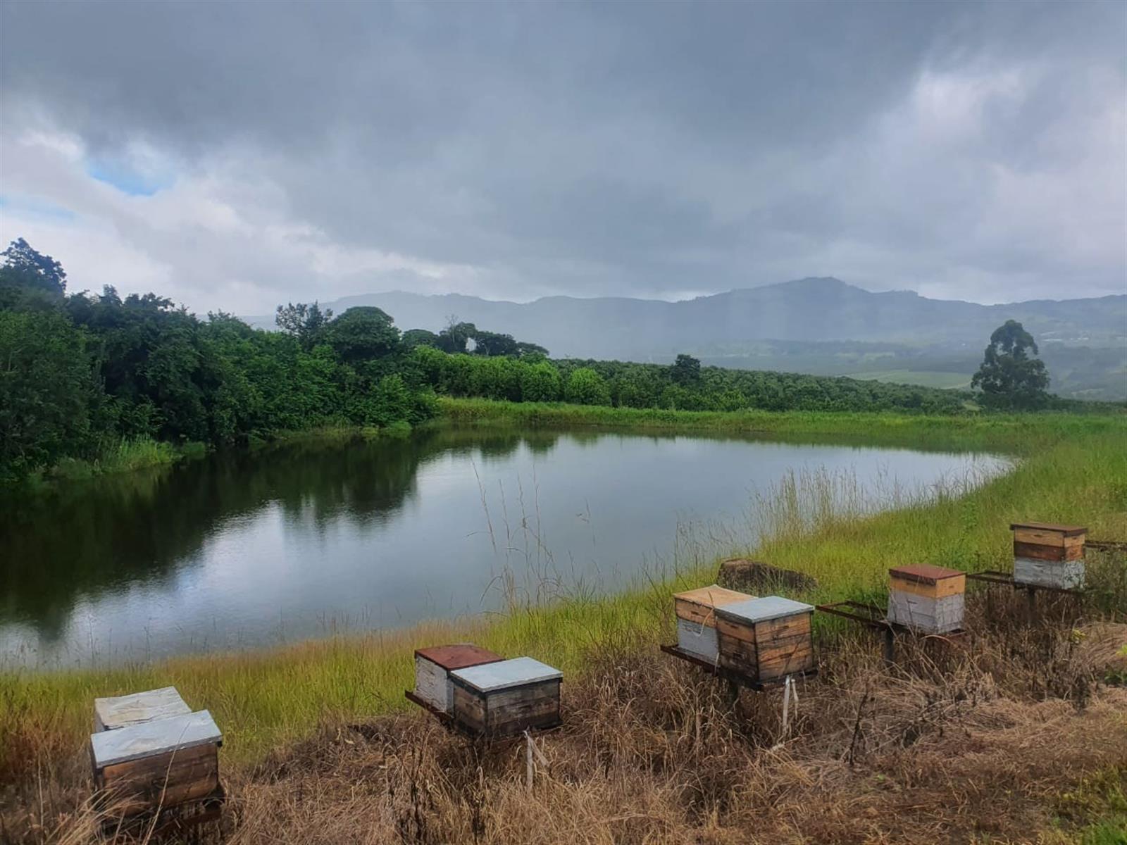 65Ha Macadamia Farm for Sale - Prime Agricultural Holding Near Nelspruit