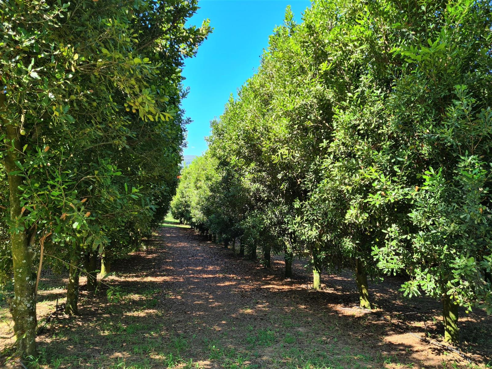 65Ha Macadamia Farm for Sale - Prime Agricultural Holding Near Nelspruit