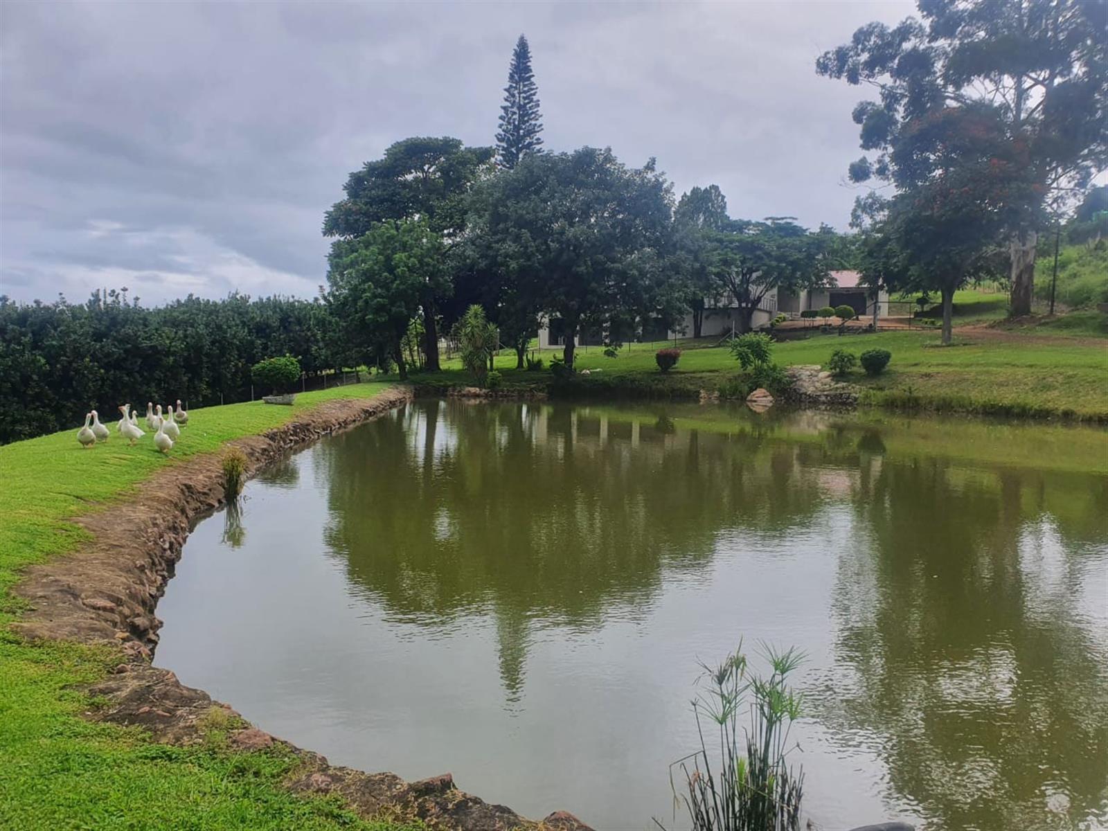 65Ha Macadamia Farm for Sale - Prime Agricultural Holding Near Nelspruit