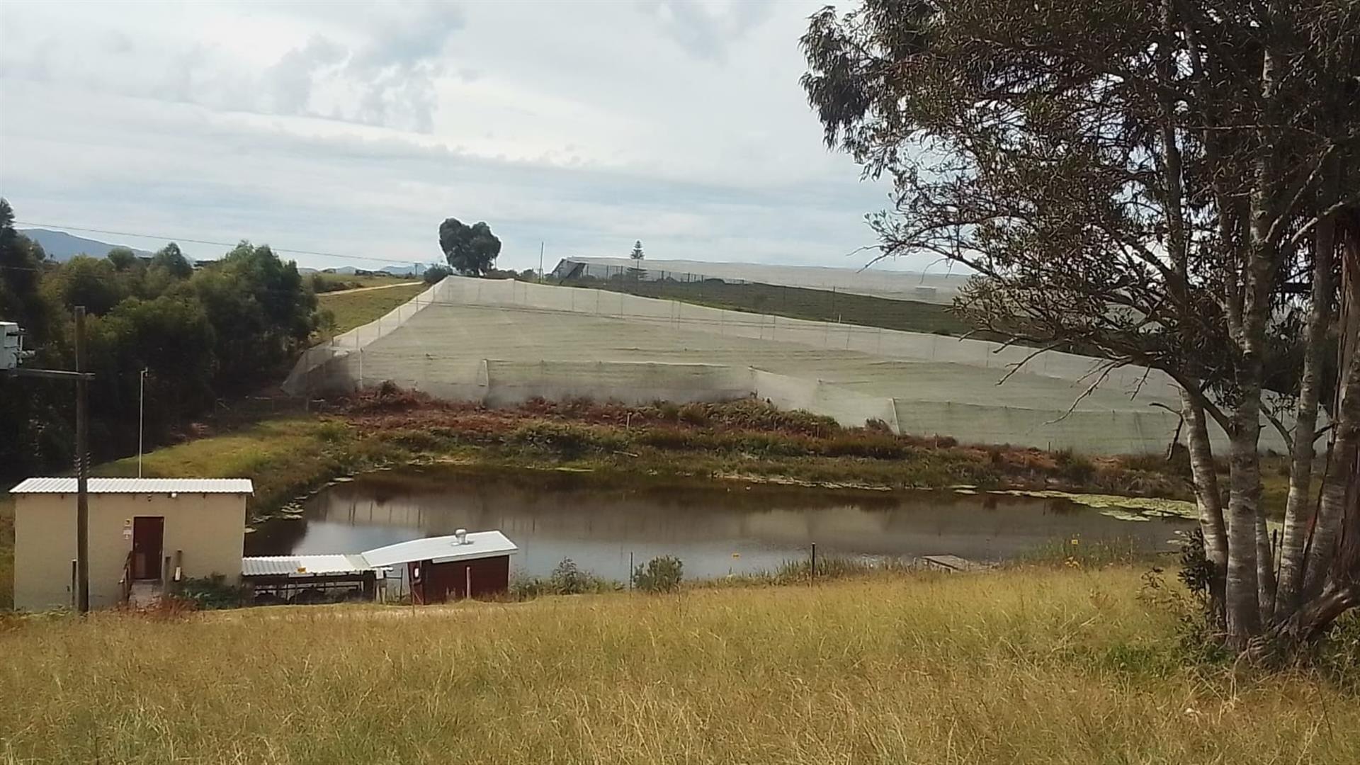 Sedgefield farm for sale