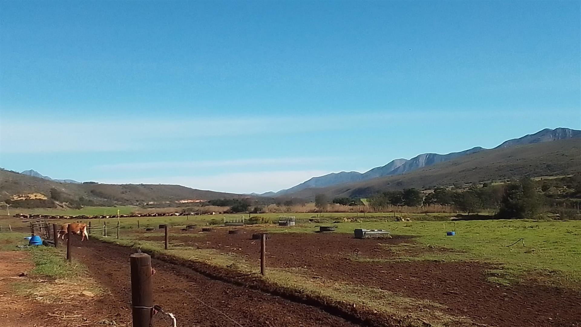 Dairy farm for sale in Kareedouw