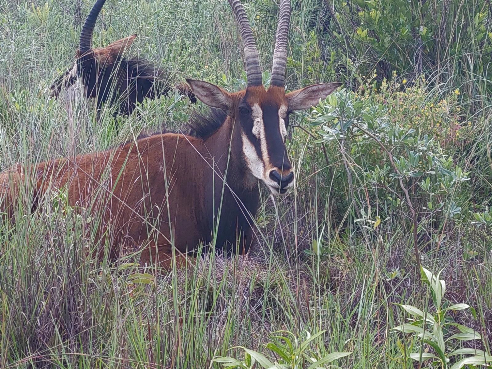 Exclusive 2-Hectare Bushveld Stand For Sale in Nyathi Wildlife Eco Estate, Vaalwater
