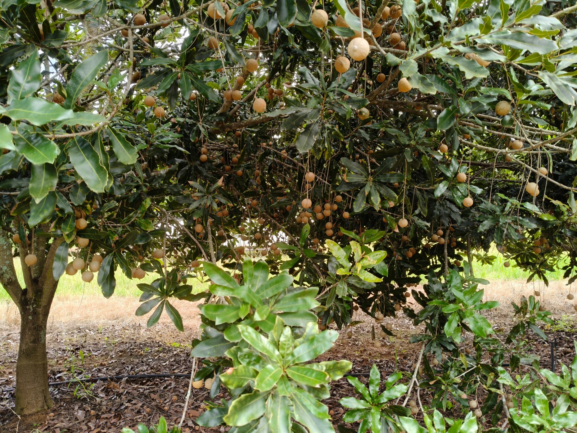 303ha Commercial Macadamia Farm For Sale