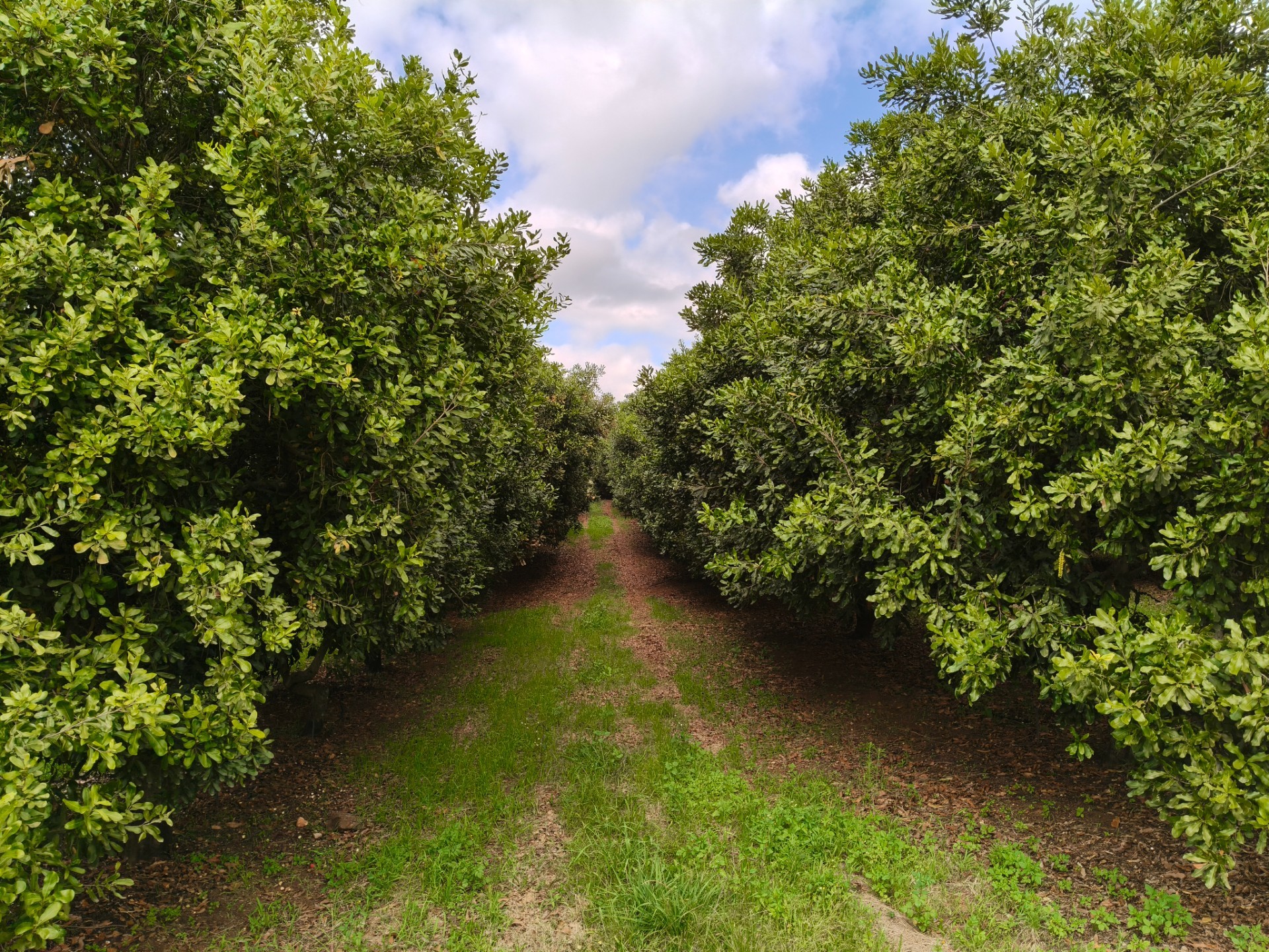 303ha Commercial Macadamia Farm For Sale