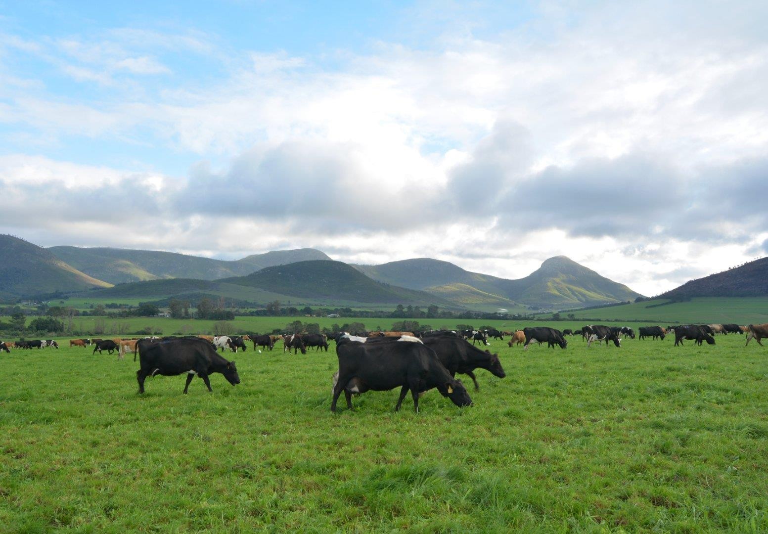 Farm For Sale in Humansdorp Rural, Humansdorp
