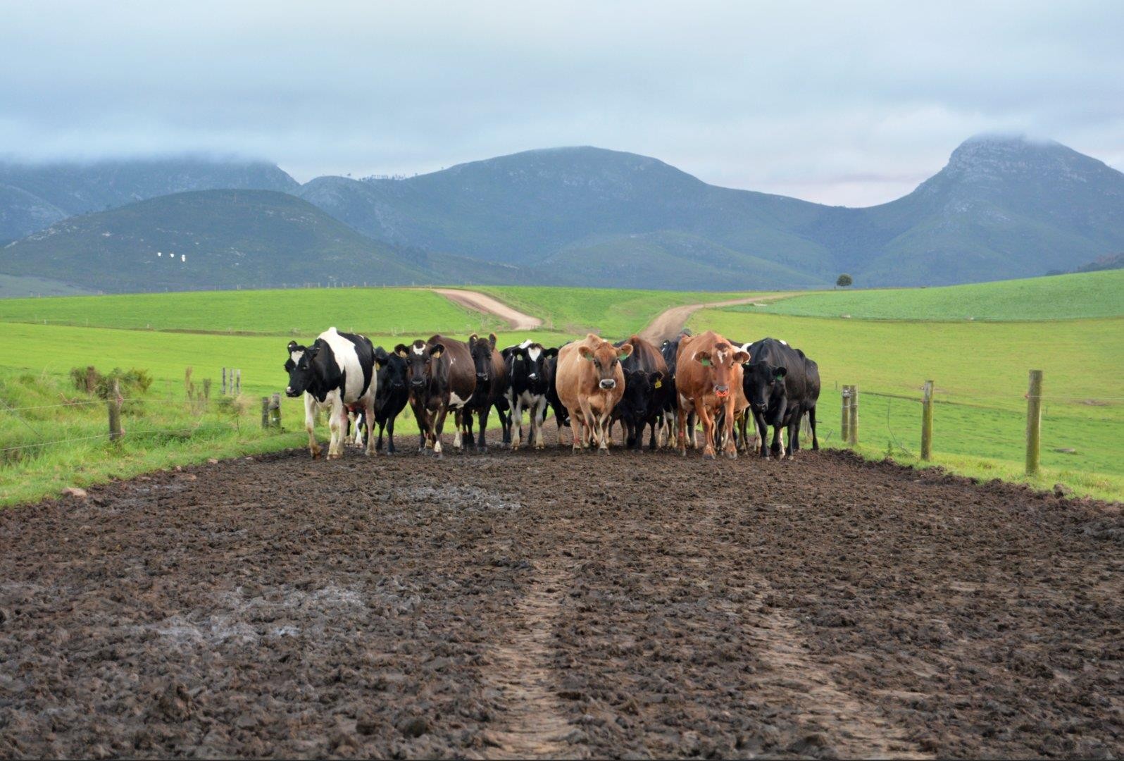 Farm For Sale in Humansdorp Rural, Humansdorp