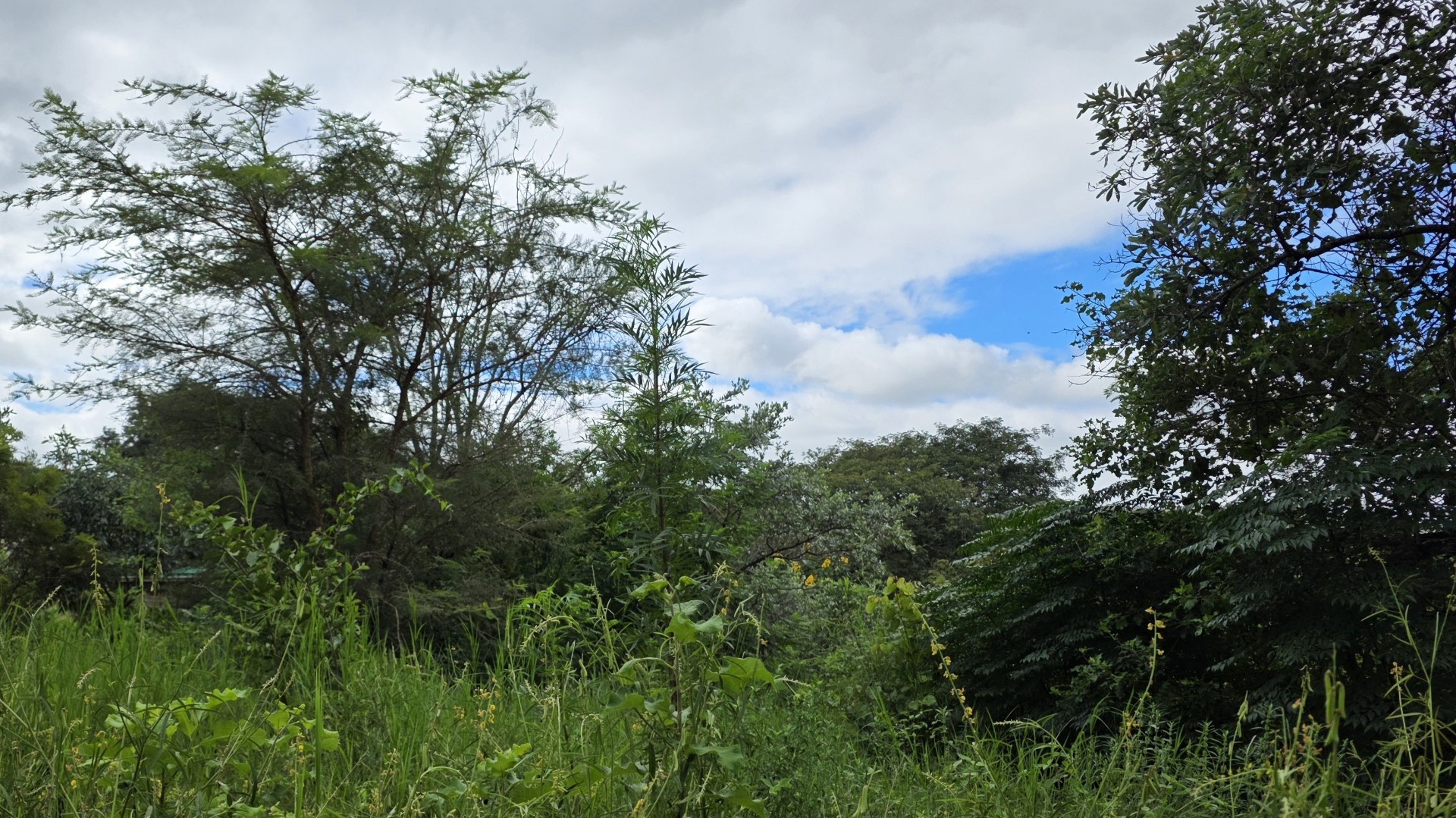 Private Panhandle Stand with Lowveld Charm in Hazyview