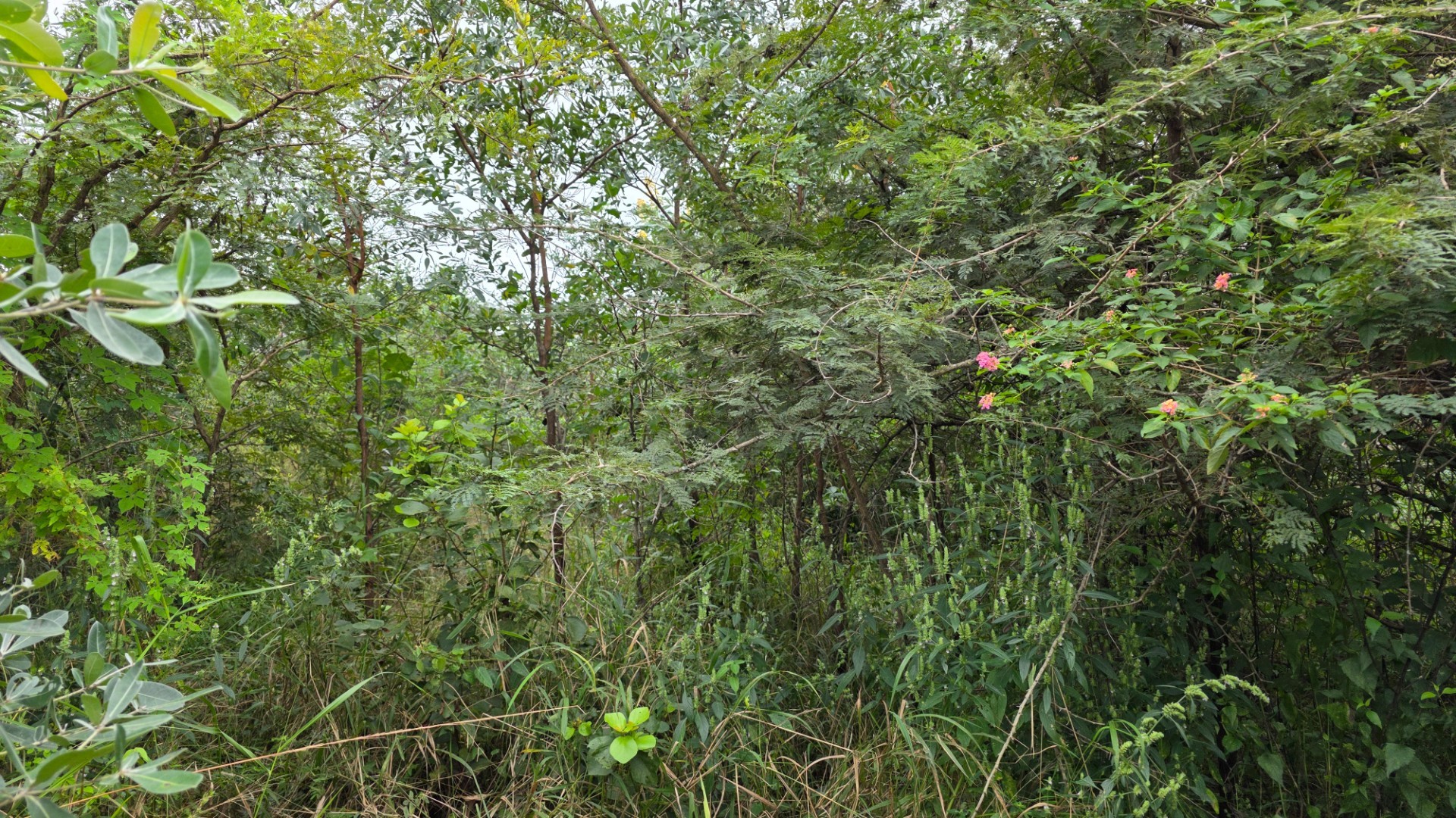 Private Panhandle Stand with Lowveld Charm in Hazyview