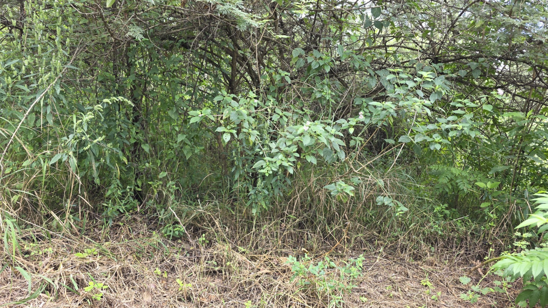 Private Panhandle Stand with Lowveld Charm in Hazyview
