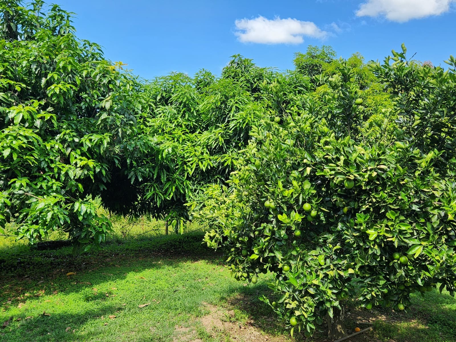 Farm, arable agricultural land to be developed with water rights + 3 houses