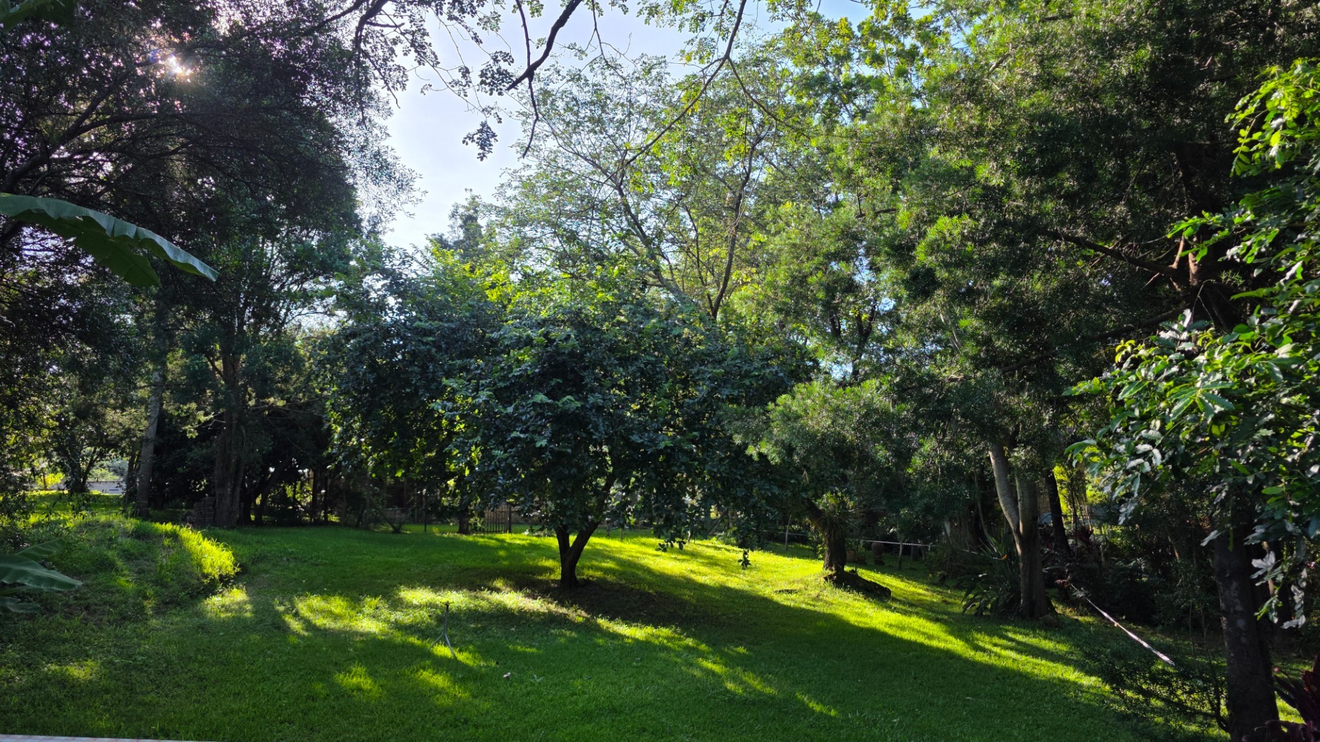 Vacant Stand with Stream Frontage in a Peaceful Setting